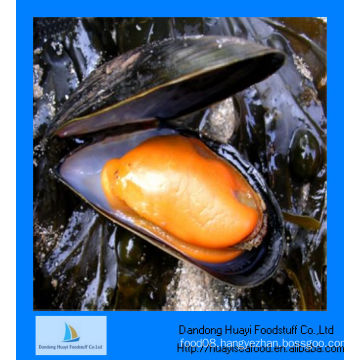 frozen half shell mussel